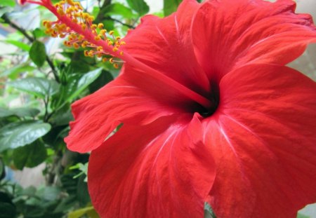 *** Hibiscus *** - flowers, red, nature, color