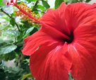 *** Hibiscus ***