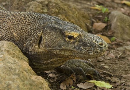 *** Komodo Waran *** - komodo, animals, reptiles, waran