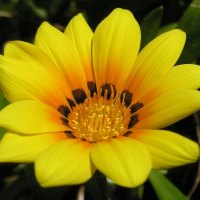 Beautiful Yellow Flower