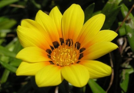 Beautiful Yellow Flower - flower, yellow, open, blossom