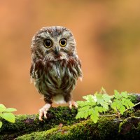 Cute Baby Owl