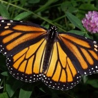 Monarch Butterfly