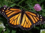 Monarch Butterfly