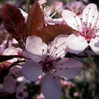 Pink Spring Flower