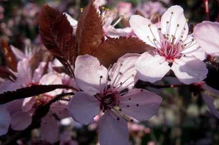 Pink Spring Flower - colorful, flower, pink, spring