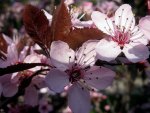 Pink Spring Flower