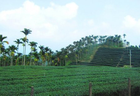 Tea plantations - sky, tea plantations, mountain, areca palm