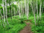 *** White Birch ***