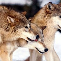 Beautiful Grey Wolves
