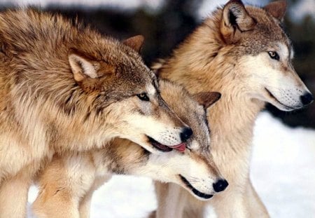 Beautiful Grey Wolves - winter, predators, nature, wilderness, snow