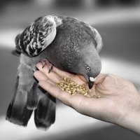 Winged friend