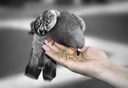 Winged friend - pigeon, grain, photography, hand, conceptual