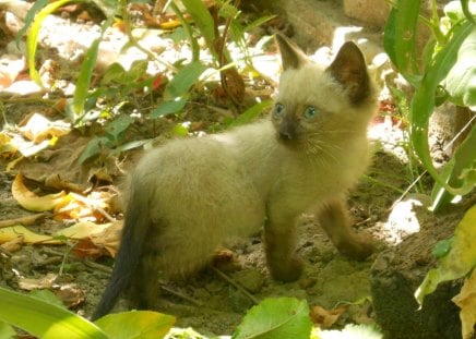 kitten in garden - play, green, cat, garden