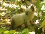 kitten in garden