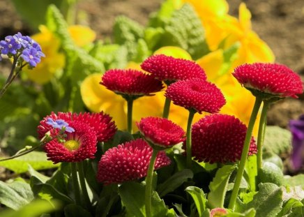 *** Lovely Daisies *** - flowers, daisies, flower, nature