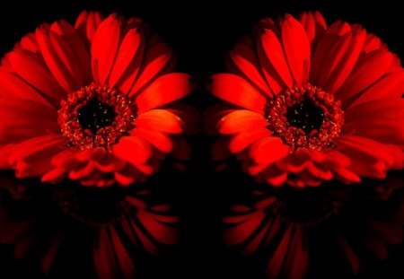 RED GERBERA DAISIES - reflection, blossoms, gerbera, red, flowers, daisies