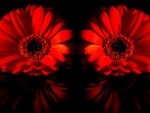 RED GERBERA DAISIES