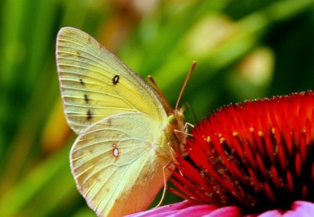 Sunlight wings♥ - touch, sunlight, yellow, flower, pink, fresh, fly, red, green, garden, butterfly, animals