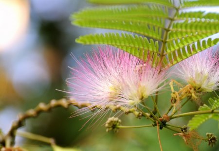 Calliandra - flower, gentle, fern, beautiful