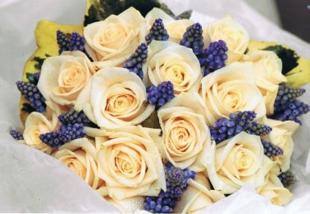 Bouquet of Roses & Grape Hyacinth - hyacinth, roses, flowers, bouquet