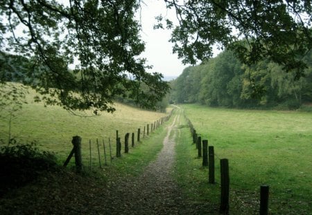 Forest - forests, trees, nature, fields, grass