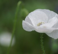 *** Poppy flower ***