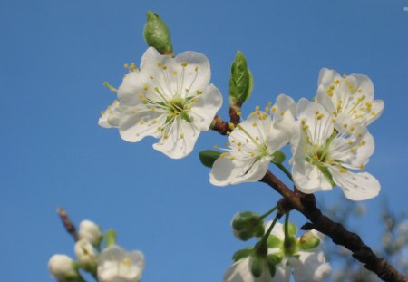 Resplendent Plum Blossoms - flowers, blossoms, plum, sky