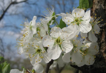 Effulgent Plum Blossoms - flowers, blossoms, nature, plum