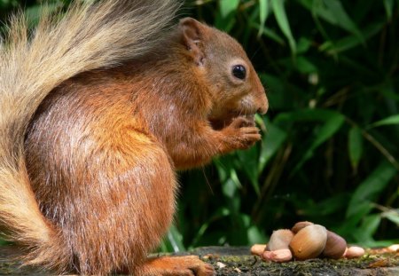 *** Red squirrel *** - red, squirrels, animals, squirrel