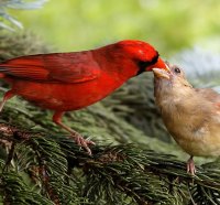 *** Cardinals ***