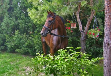 A PLACE OF SWEET REST - trees, peace, gardens, plants, respite, horses, tranquility, patience, green