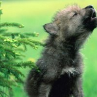 THE HOWL OF THE VISCIOUS WOLF