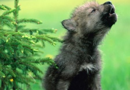 THE HOWL OF THE VISCIOUS WOLF - lupine, green, babies, cuties, cubs, wolves