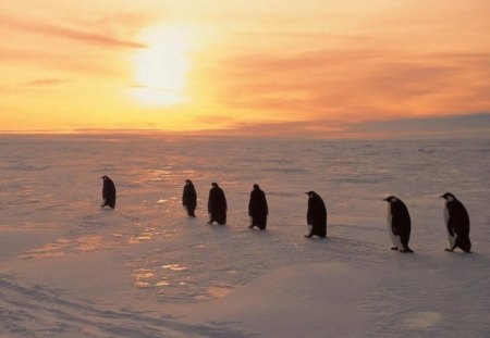 GOING FOR A STROLL? - birds, oceans, penguins, icescapes, snow, sunshine, sea creatures, sunsets, emperors, ice, landscapes, climate, arctic, antarctica