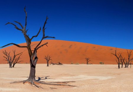 dead trees - nature, deserts, outdoors, trees