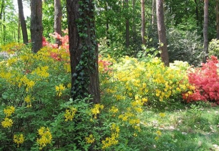 Forest - nature, flowers, forest, trees