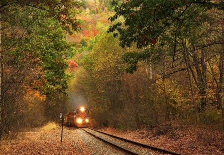 Forest - train, forest, nature, autumn