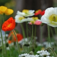 *** Beautiful flowers of wild poppy ***