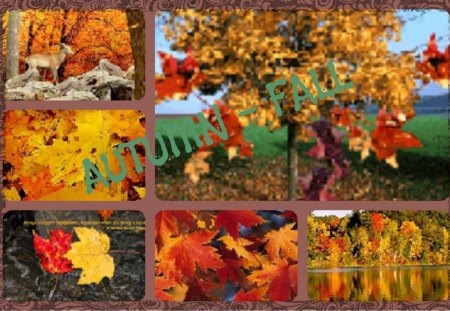 ~~~AUTUMN/FALL~~~ - collage, trees, nature, autumn