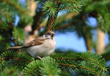 Precious nature - the sparrow, the bird is sitting, spruce, nature, branch