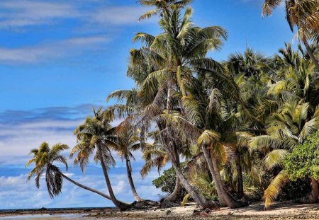 exotic beach - maldives, beach, palms, nature, exotic