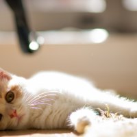 cute kitty