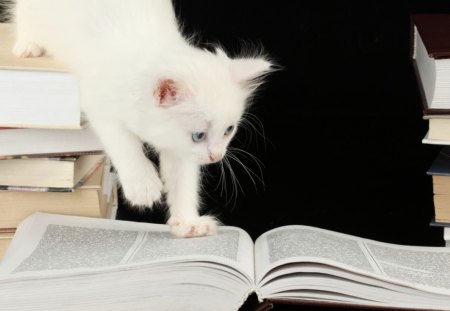 curious kitty - book, curious, cat, animals, kitty