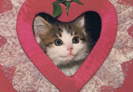 Be mine Valentine - red, valentine, cute, kitten, heart, lace