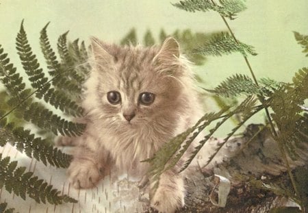 Kitten - wood, paw, pet, cute, fern, kitten