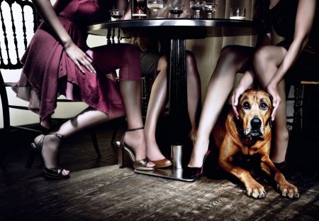 Under The Table - drinks, legs, table, dog, sexy, bar