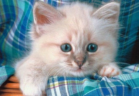 Kitten - cloth, blue eyes, blue, pet, cute, kitten