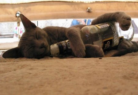 Drinking cat - pet, cat, rug, bottle, sleeping