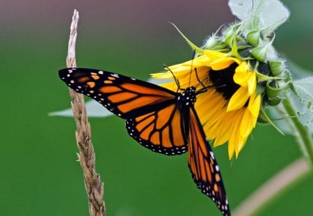 Monarch Glory - outdoors, nature, monarch, butteryfly, orange, flower